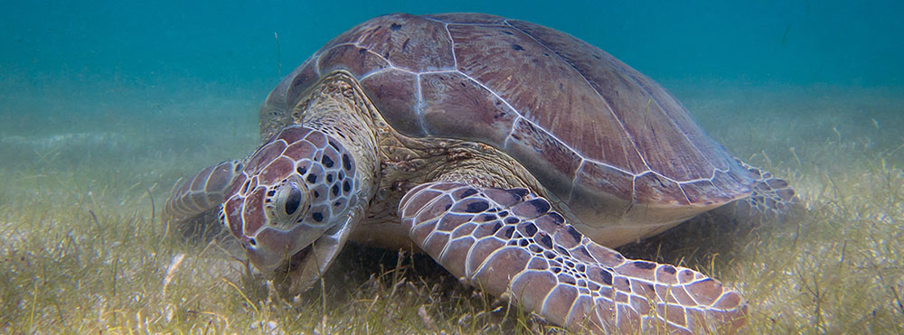 Seagrass meadows provide food for marine herbivores and nursey habitats for many fish species. 