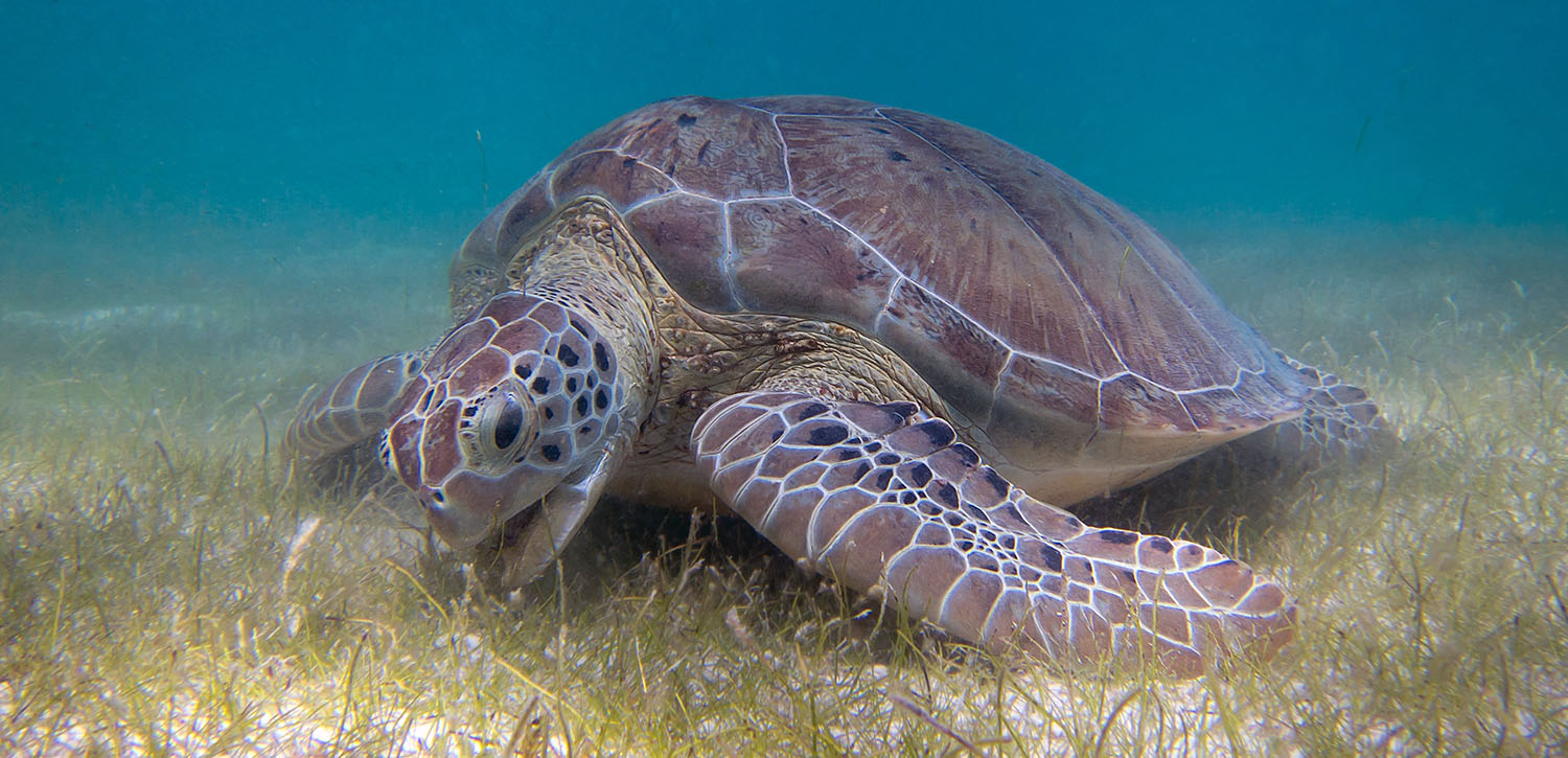 Seagrass meadows provide food for marine herbivores and nursey habitats for many fish species.