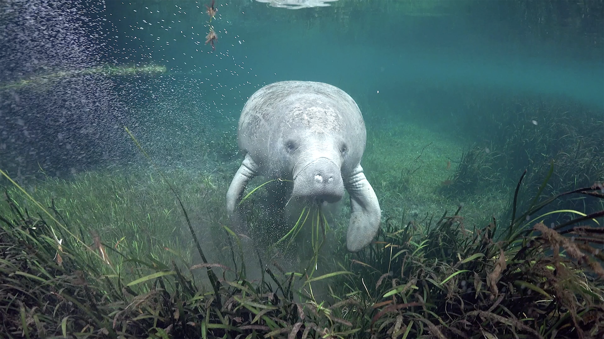 In a recent study, researchers studied fossils of mollusks along Florida’s nature coast to determine the long-term health of the region’s seagrass ecosystems, such as this one in Crystal River. Credit: David Schrichte / Ocean Image Bank.