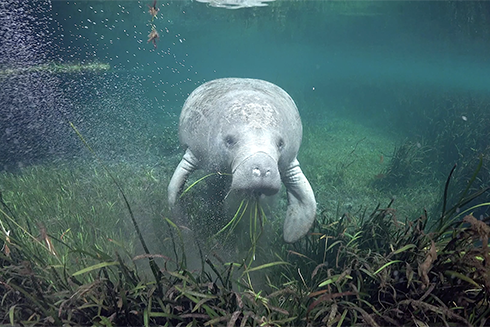 In a recent study, researchers studied fossils of mollusks along Florida’s nature coast to determine the long-term health of the region’s seagrass ecosystems, such as this one in Crystal River. Credit: David Schrichte / Ocean Image Bank.