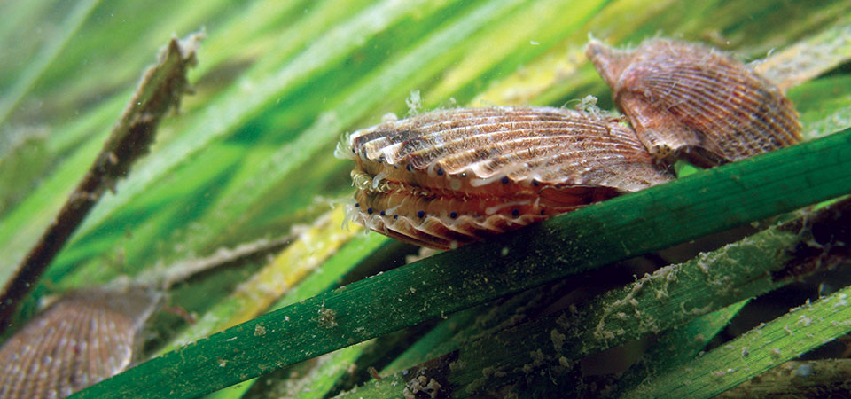 Efforts by the National Oceanic and Atmoshperic Administration to restore seagrass beds along Virginia's eastern shore ensure that bay scallops like these can continue to thrive. Credit Bob Orth / NOAA