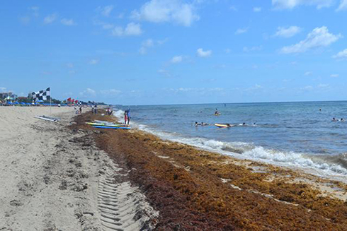Seaweed in Delray Beach (David Fleshler/Sun Sentinel) 