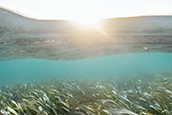 Seagrass meadows still thrive on Florida's Nature Coast