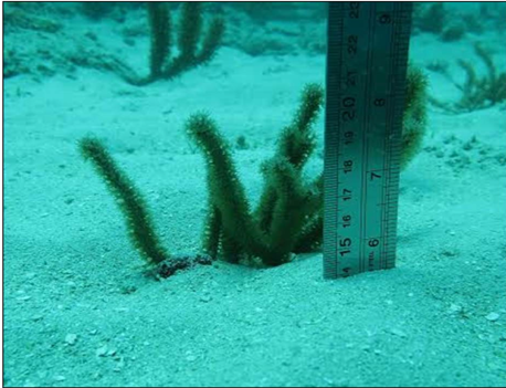 A seawhip buried in 14 cm of sediment on the inner reef near the Port Miami dredging. Like stony corals, seawhips anchor to exposed rock, and cannot live under sediment. Photo Credit: NOAA/NMFS