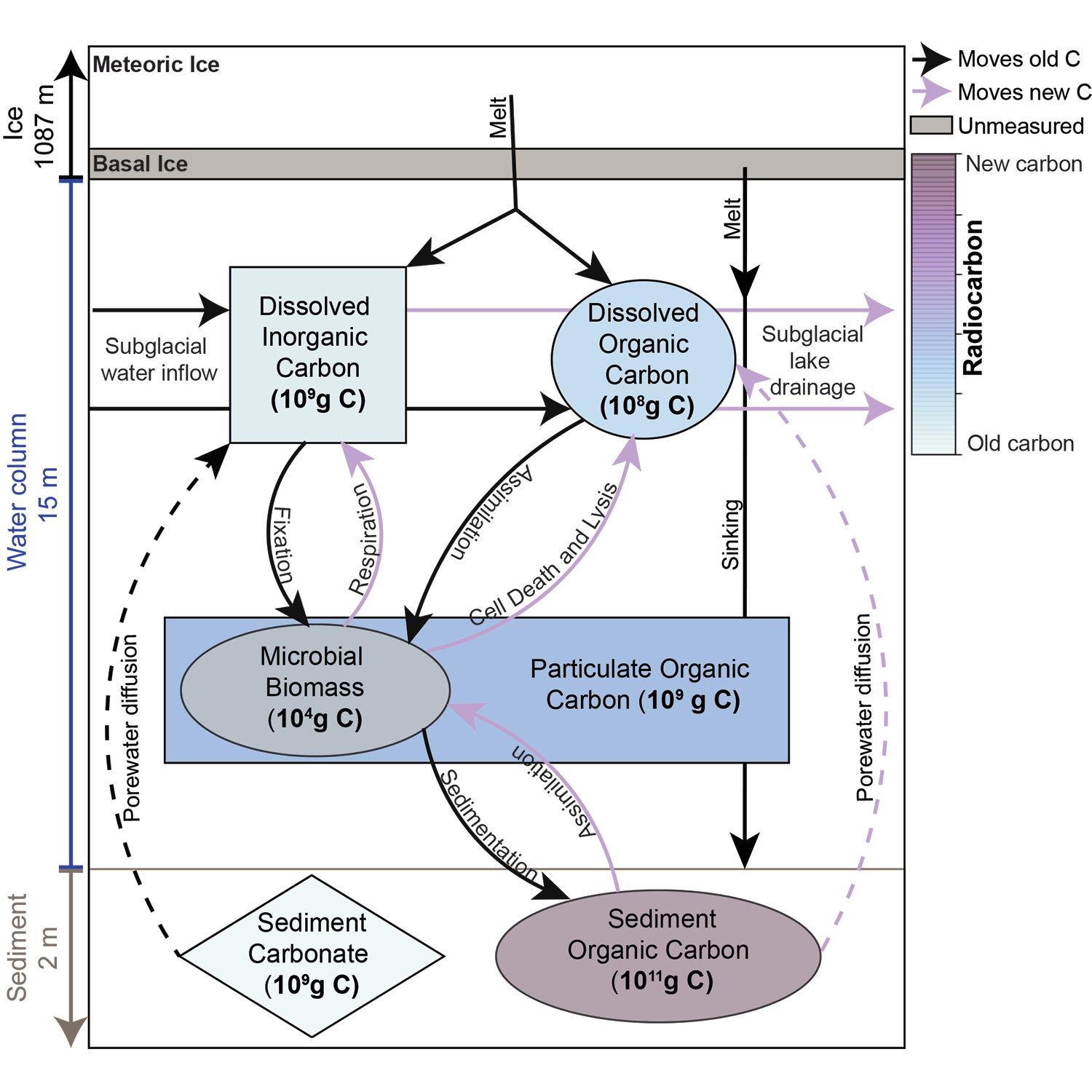 As part of the AGU Advances study, Venturelli, Rosenheim, and the interdisciplinary SALSA team defined the subglacial carbon cycle. They discovered that subglacial sediments provide energy for the deep, dark, and isolated subglacial microbial community. 