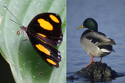Data to assess distributions and trends varies vastly among species. Many tropical butterflies (left) may only have a few records, while bird species (right) in North America or Europe may be documented with millions of records annually. Photo Credit: Walter Jetz/Yale University