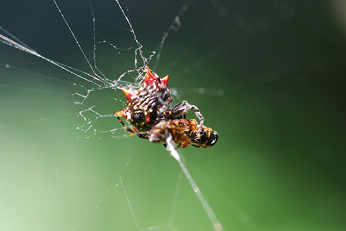 A spinybacked orbweaver approaches a bee ensnarled in its web. Photo Credit: Mya Breitbart