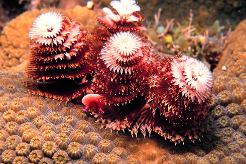 A Christmas tree worm (Spirobranchus giganteus) on Elbow Reef, Florida Keys National Marine Sanctuary Credit: James Guttuso