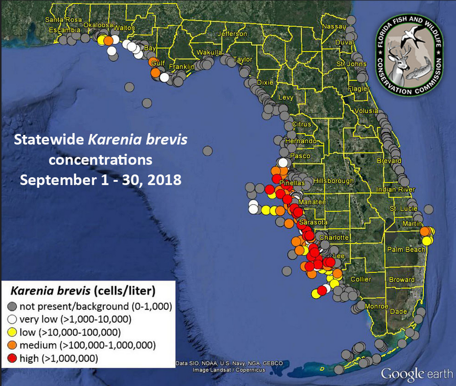 A composite indicating concentrations of the red tide K. brevis cells along all three Florida coasts in September 2018.