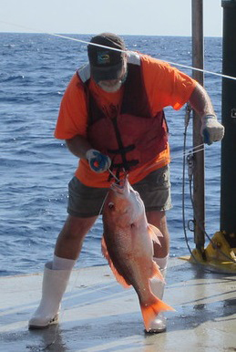 The senior author, Steve Murawski, PhD, retrieves a red snapper whose liver and bile were analyzed as part of the study.