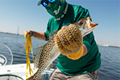 Steve Murawski, USF College of Marine Science oceanography professor, prepares to measure the length of a spotted seatrout that he caught on March 27 in Tampa Bay. [ JEFFEREE WOO | Times ]