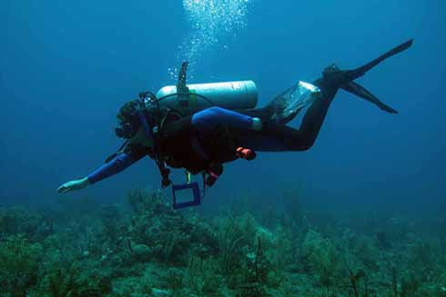 Pamela Hallock Muller, PhD, award-winning geological oceanographer, was the first female marine science faculty member hired at USF.