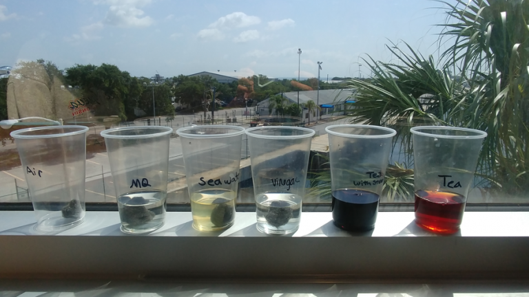 Tea time experiment. The solutions with steel wool were air, Milli-Q (MQ) water (pure water), seawater, vinegar, and tea. Also pictured is a control tea solution with no steel wool. Photo credit: Shannon.