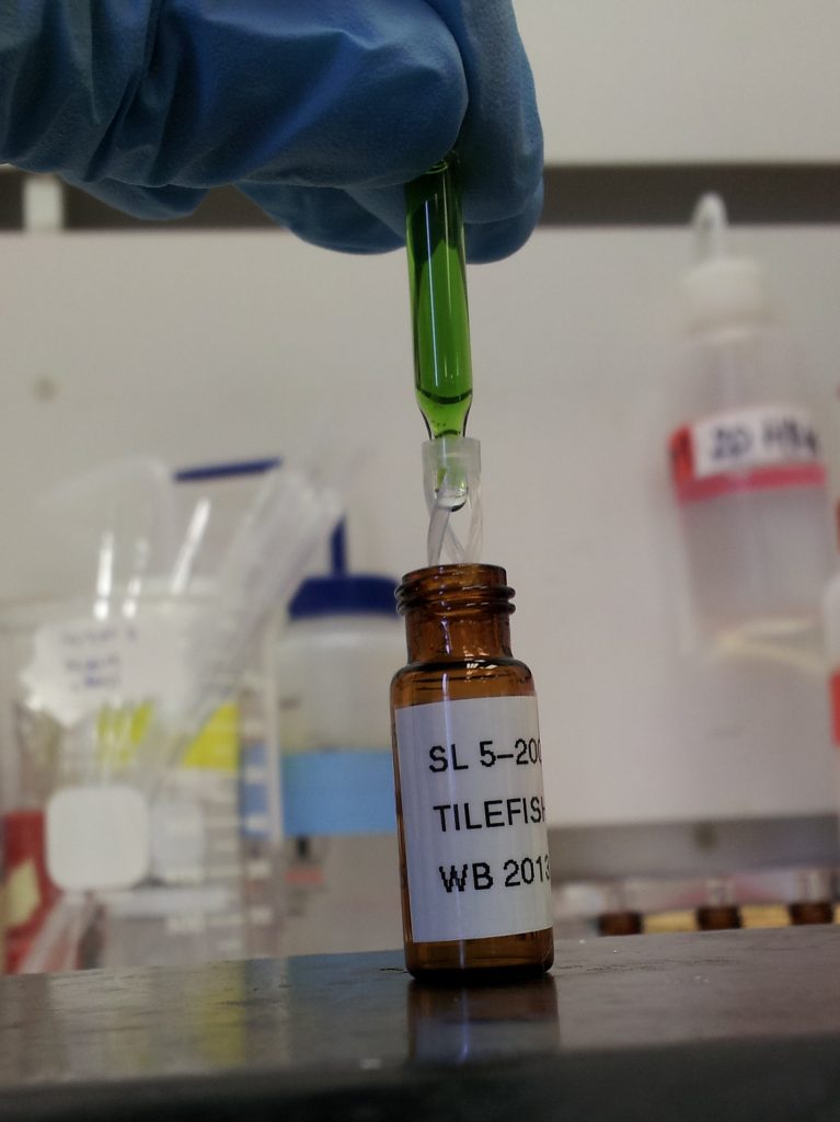 For this study the team analyzed more than 250 tilefish bile samples,the green liquid shown here, for metabolites of PAH. PAH ismetabolized by the liver and isthe most toxic component of oil.