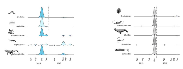 This figure demonstrates the kinds of relationships that scientists can make using the new methods described in the publication. The blue represents the autumn season, and grey represents winter. The peaks indicate the relative abundance of species across the food web that were evident in the eDNA samples taken from Monterey Bay in 2015 and 2016.