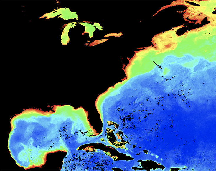 Image from NASA's MODIS satellite for October 2011, showing the Gulf Stream Eddy targeted in the study, picked out by surface chlorophyll (credit NASA)