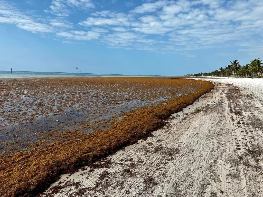The project is allowing researchers to develop a high-resolution detection and forecasting system for areas of South Florida, including Smathers Beach, seen here. The system will soon be expanded to include coastlines across Florida and the Caribbean. Image credit: Brian Lapointe
