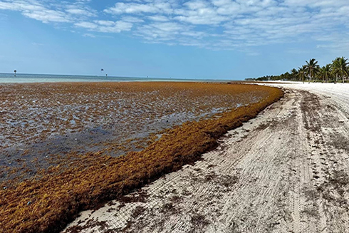 The project is allowing researchers to develop a high-resolution detection and forecasting system for areas of South Florida, including Smathers Beach, seen here. The system will soon be expanded to include coastlines across Florida and the Caribbean. Image credit: Brian Lapointe