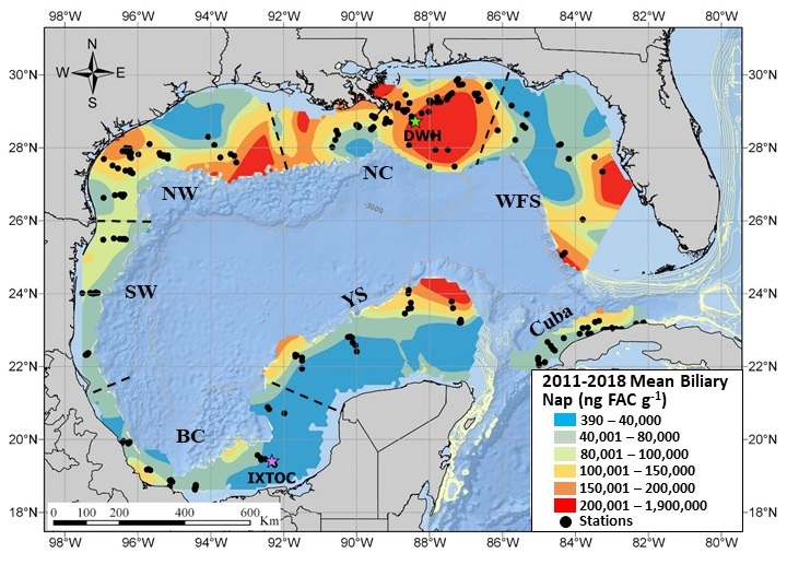 This heatmap shows the north central (NC) region of the Gulf of Mexico as the hot spot of PAH concentrations (specifically a chemical component of oil called naphthalene), as confirmed in the study of bile from 91 fish species sampled in the Gulf of Mexico from 2011-2018. This is the largest study of its kind. Additional hotspots are located off major population centers, such as Tampa Bay.