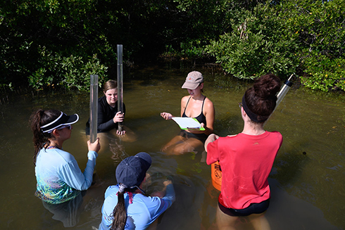 Studying mangroves OCG 2019