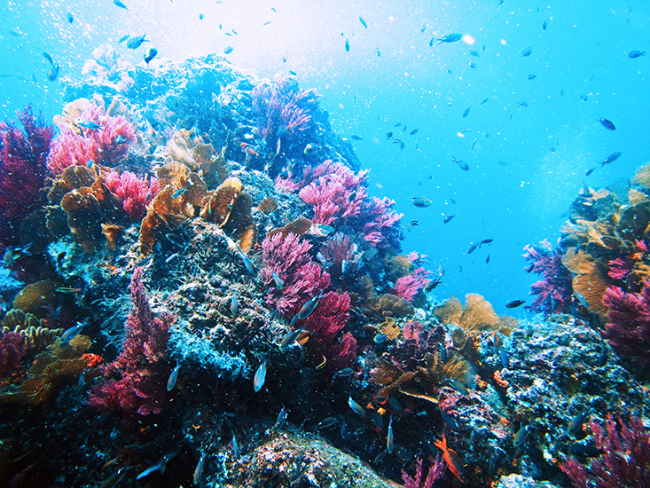 Coral reef. 
