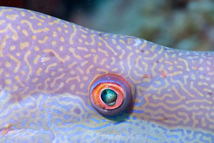 Up close and personal look at a hogfish eye. Photo by Rob Waara.