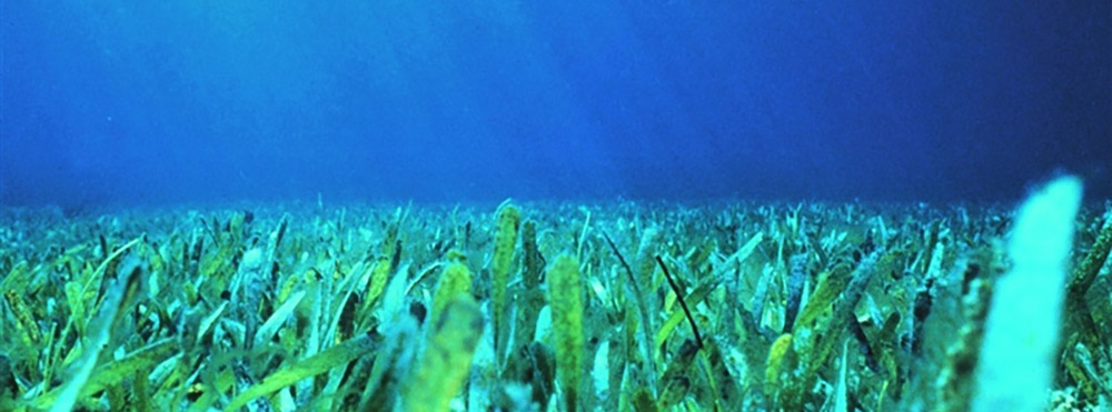 The newly funded Florida Regional Ecosystems Stressors Collaborative Assessment project will focus on climate impacts to South Florida’s coastal and marine ecosystems. Photo credit: Florida Keys National Marine Sanctuary.