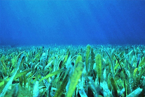 The newly funded Florida Regional Ecosystems Stressors Collaborative Assessment project will focus on climate impacts to South Florida’s coastal and marine ecosystems. Credit: Florida Keys National Marine Sanctuary.