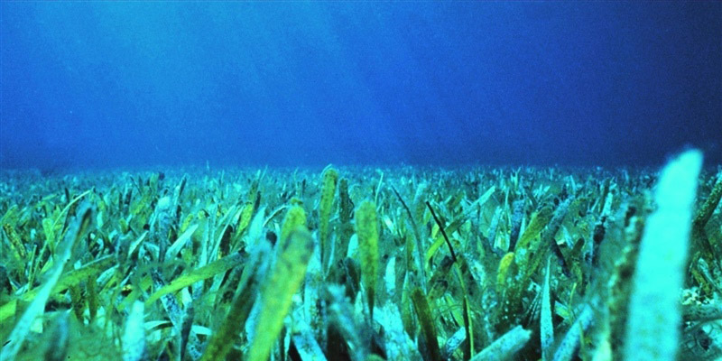 The newly funded Florida Regional Ecosystems Stressors Collaborative Assessment project will focus on climate impacts to South Florida’s coastal and marine ecosystems. Credit: Florida Keys National Marine Sanctuary.