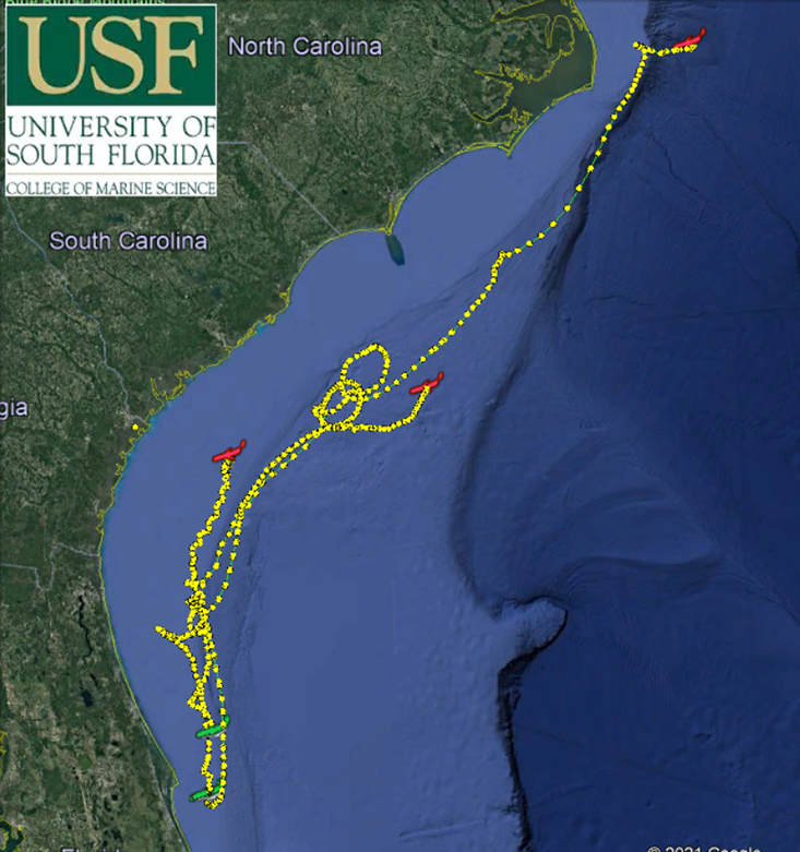 USF East coast glider deployments since mid-2020 focusing on the interaction with the Gulf Stream and the coastal shelf as well as providing heat content to hurricane predictions models.