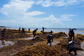 Swaths of seaweed are blanketing the beaches and coastlines of the Caribbean and Gulf of Mexico, suffocating shorelines and snuffing out marine life while spooking visitors in areas that depend heavily on tourism.