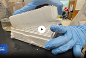 Currently, to identify red tide blooms, USF relies on satellite images of chlorophyll concentrations and field samples. (Spectrum Bay News 9)