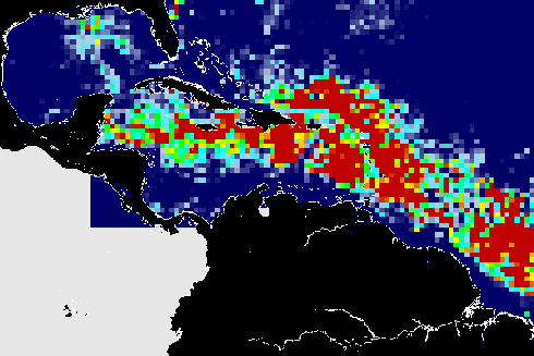 USF scientists use NASA satellite images to track Sargassum, a brown seaweed. In June 2021 (shown above) they found it in record-high amounts in the Caribbean, central west Atlantic Ocean, and Gulf of Mexico.