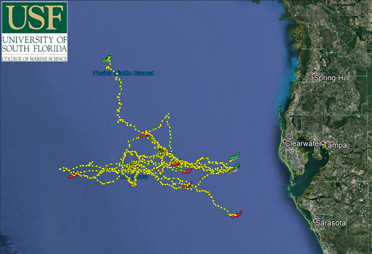 USF West coast glider deployments since mid-2020 with focus on understanding red tide, hurricane strength forecasting, and fish populations.