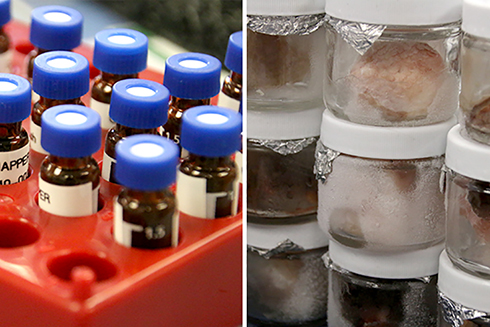 Vials of fish tissue taken from the Gulf of Mexico for laboratory analysis of polycyclic aromatic hydrocarbons and other biomarkers. (Photo credit: C-IMAGE)