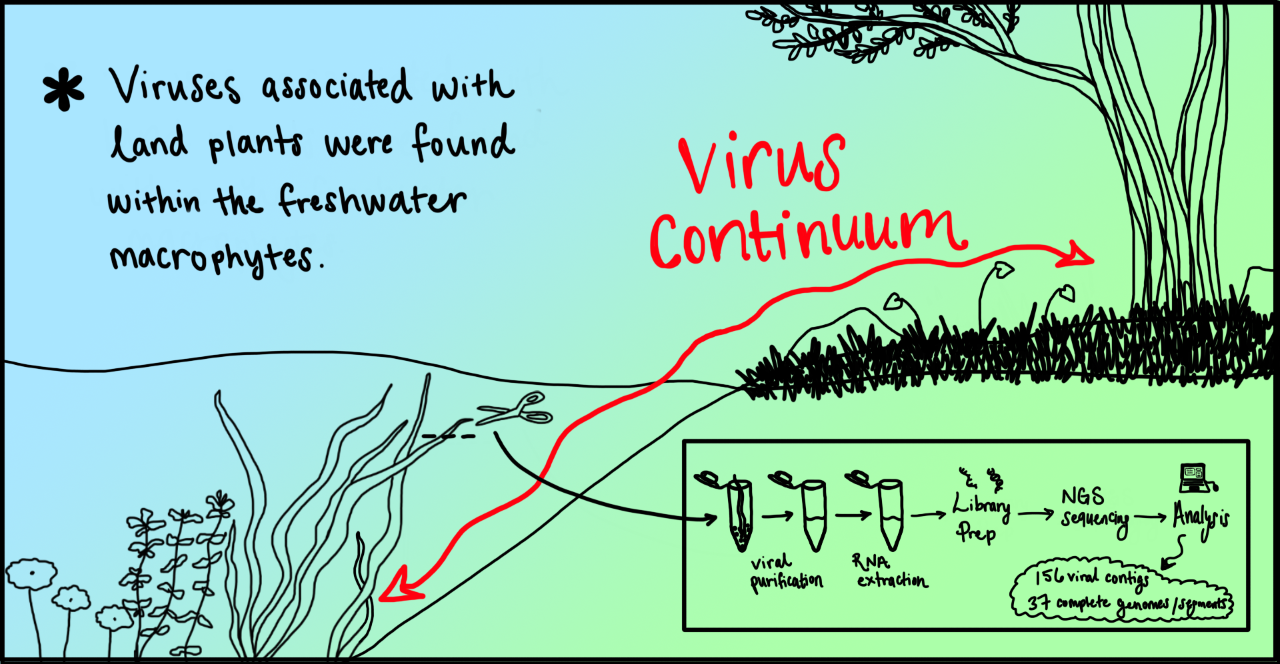 Virus continuum figure.