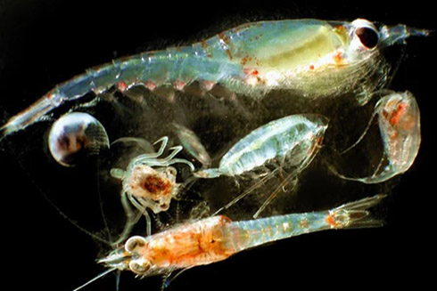Zooplankton. Photo Credit: Matt Wilson/Jay Clark, NOAA NMFS AFSC Wikimedia