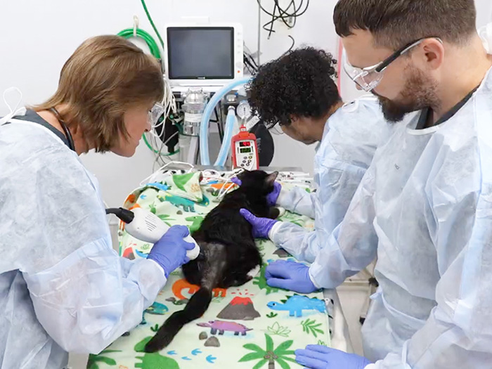 Three doctors perform a procedure on a cat