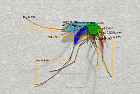 Image of a mosquito, with a computer system identifying the head, thorax, abdomen, wings, and legs