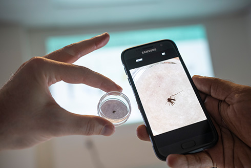 AI and citizen science reveal potential first detection of invasive malaria mosquito in Madagascar