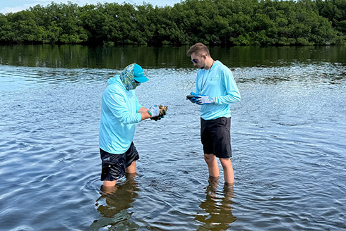 Two men stand in the gulf looking for oysters