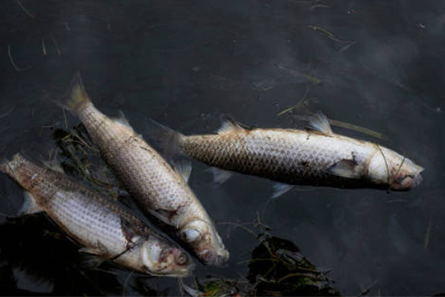 Dead fish in the water