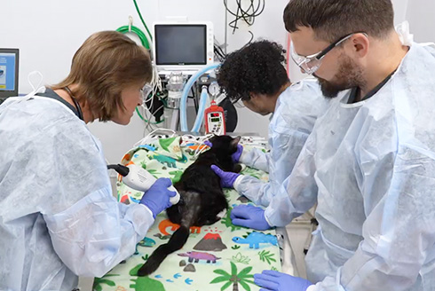 Cat getting treatment