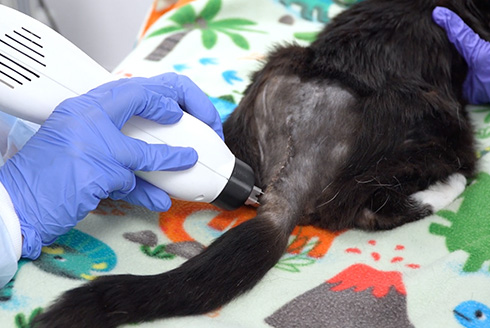 Cat getting treatment