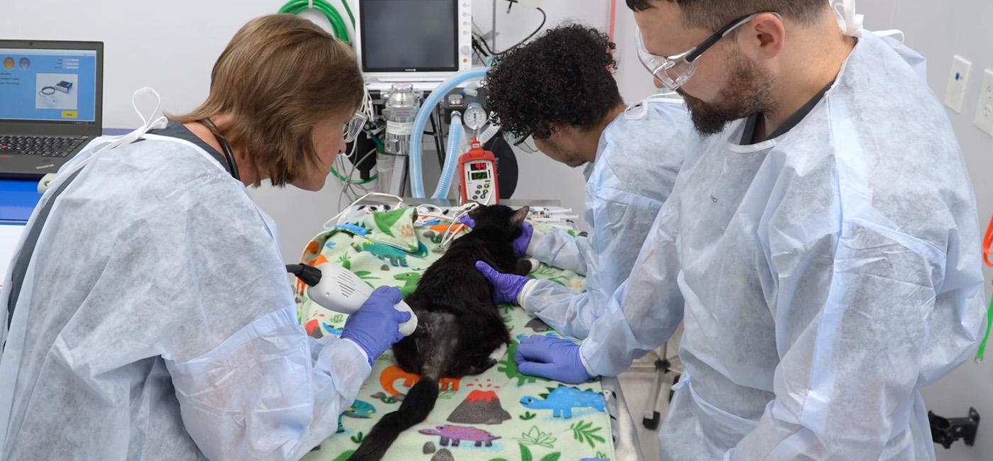From laboratory innovation to cancer care, USF-born technology offering pet owners hope