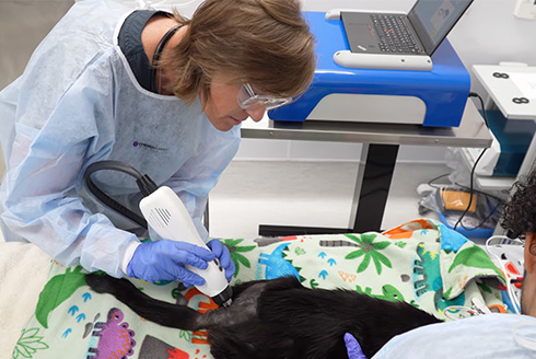 From laboratory innovation to cancer care, USF-born technology offering pet owners hope