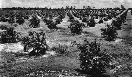 orange grove