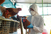 USF-headquartered Global Virus Network issues urgent call on rising threat of H5N1 bird flu