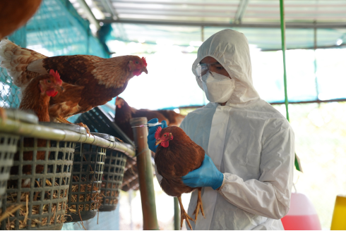 Researcher works in a chicken coop