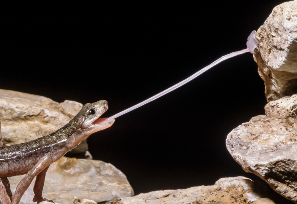 Salamander grabbing a bug with his tongue